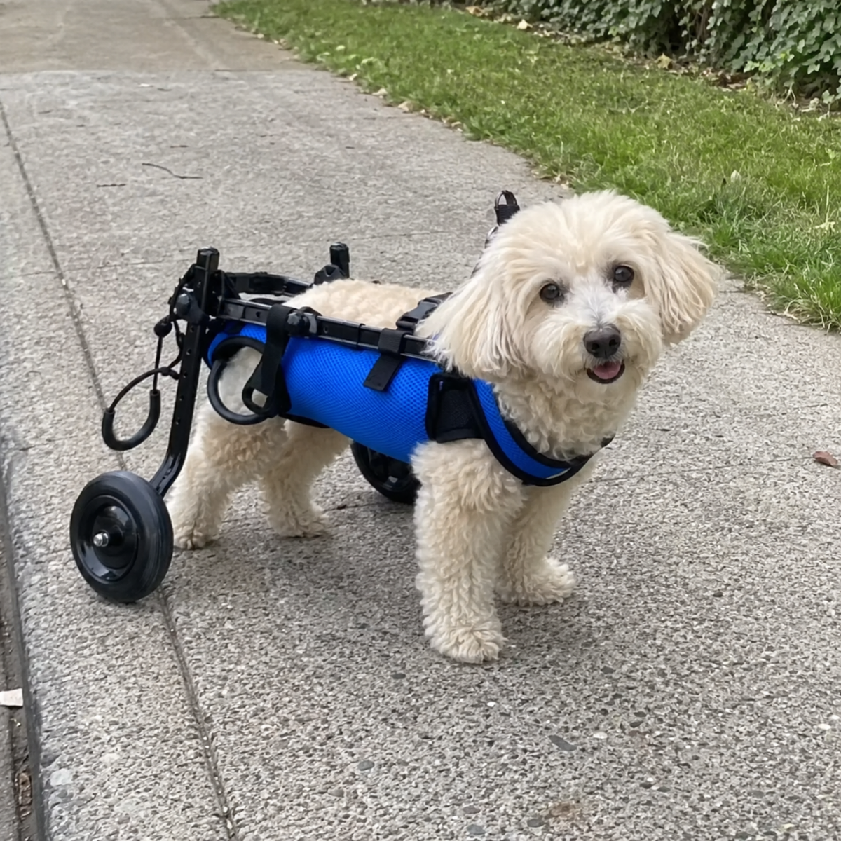 Essential Rear Support Dog Wheelchair, view 2