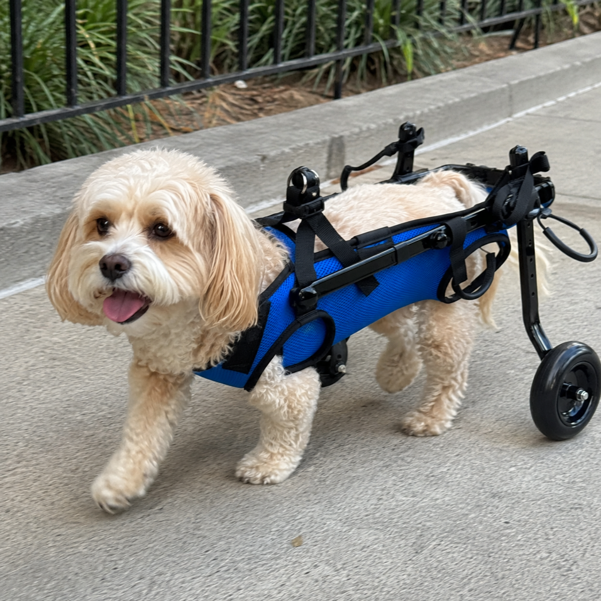 Essential Rear Support Dog Wheelchair, view 3