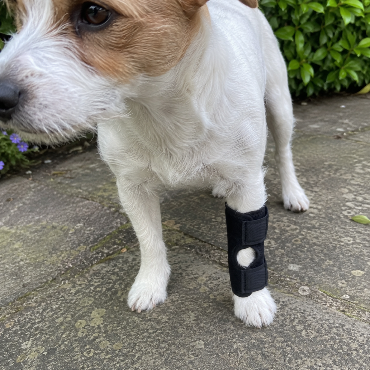 Dog Hock Brace Sleeve-The Pet Mobility Store