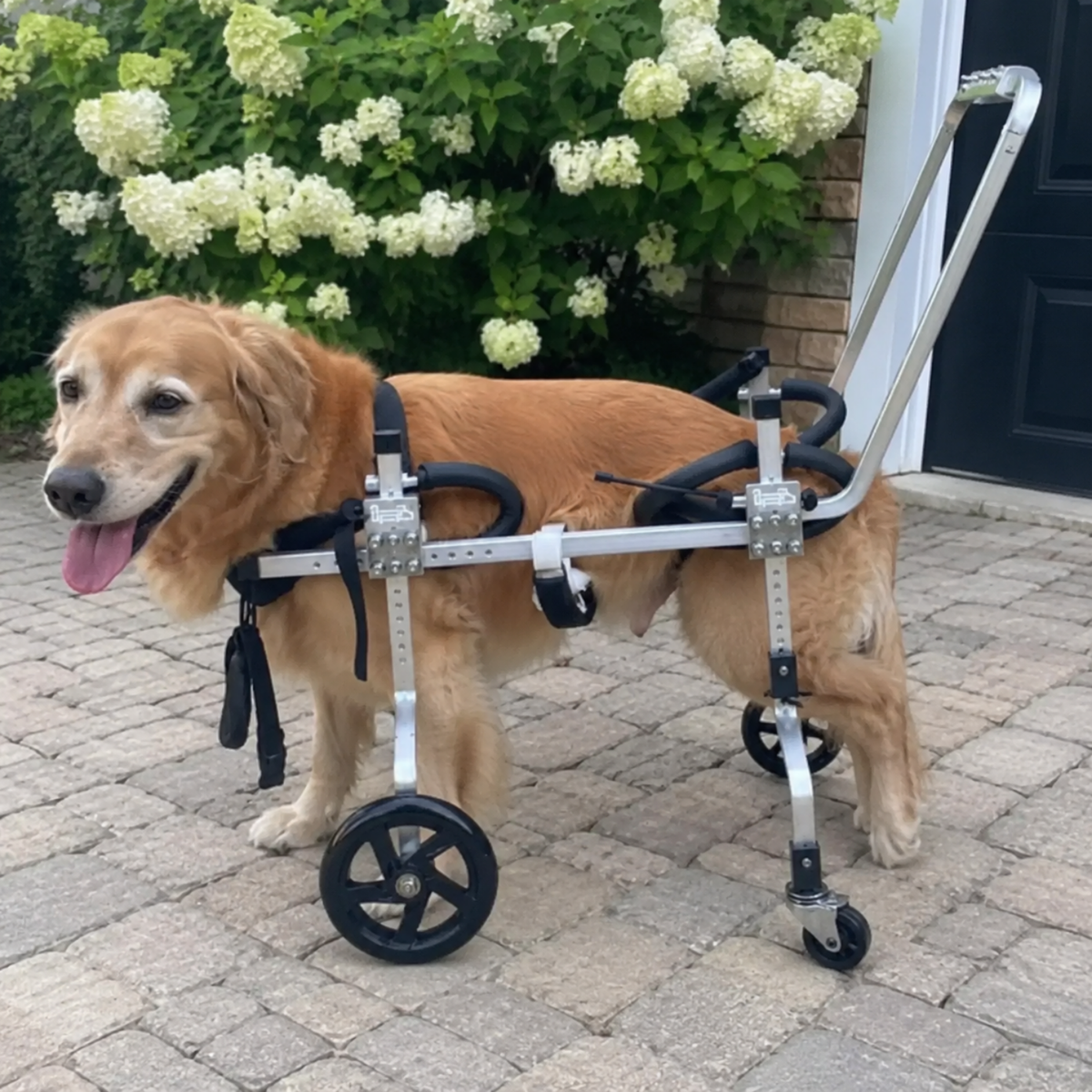 Full Support Four Wheel Dog Wheelchair, view 3