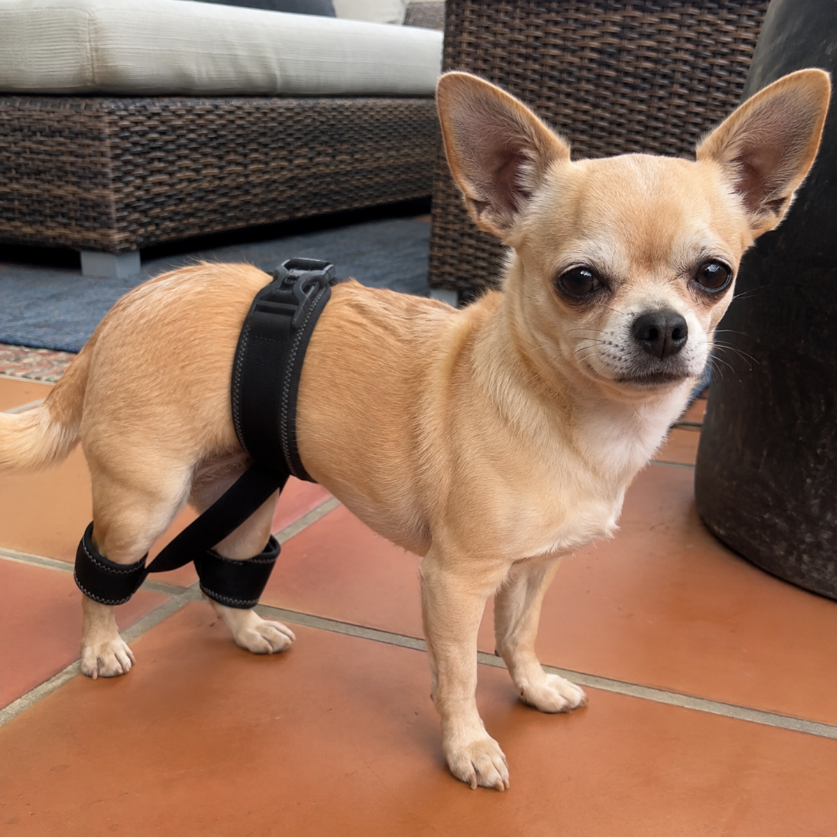 Adjustable Dog Hip Brace for Hip Dysplasia, view 3