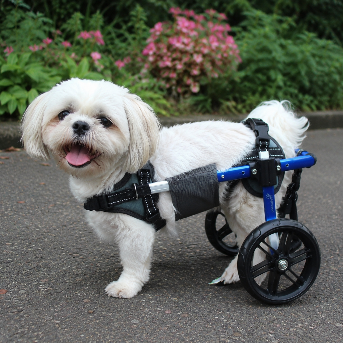 All-Terrain Rear Support Dog Wheelchair, view 4