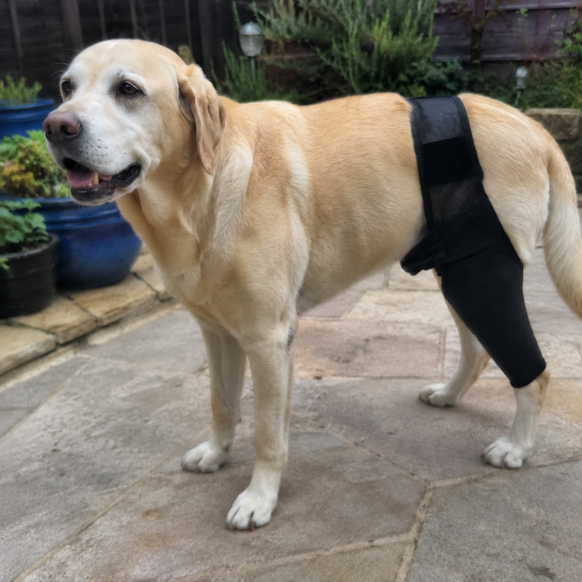 Dog Hind Leg Brace with Hip Strap Stabilizer-The Pet Mobility Store