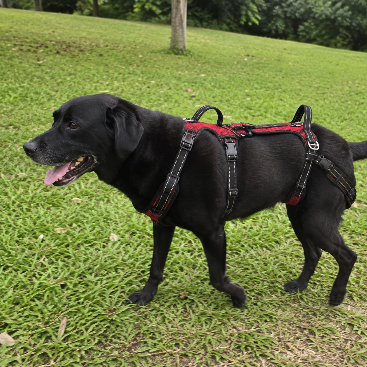 Full Body Dog Lift and Walking Harness-The Pet Mobility Store