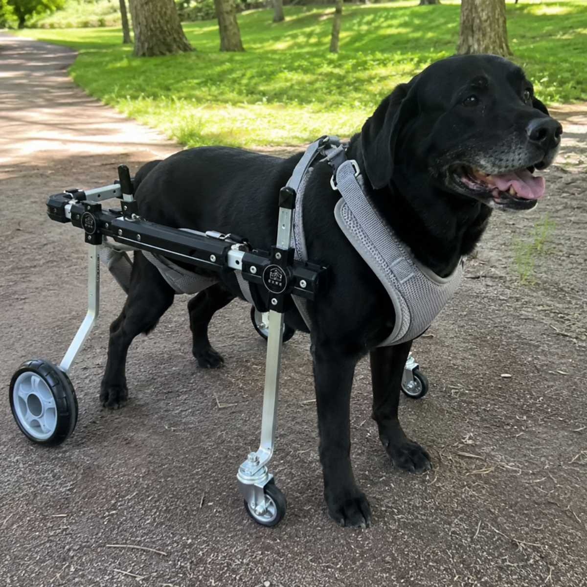 Convertible 2 or 4 Wheel Dog Wheelchair, view 4