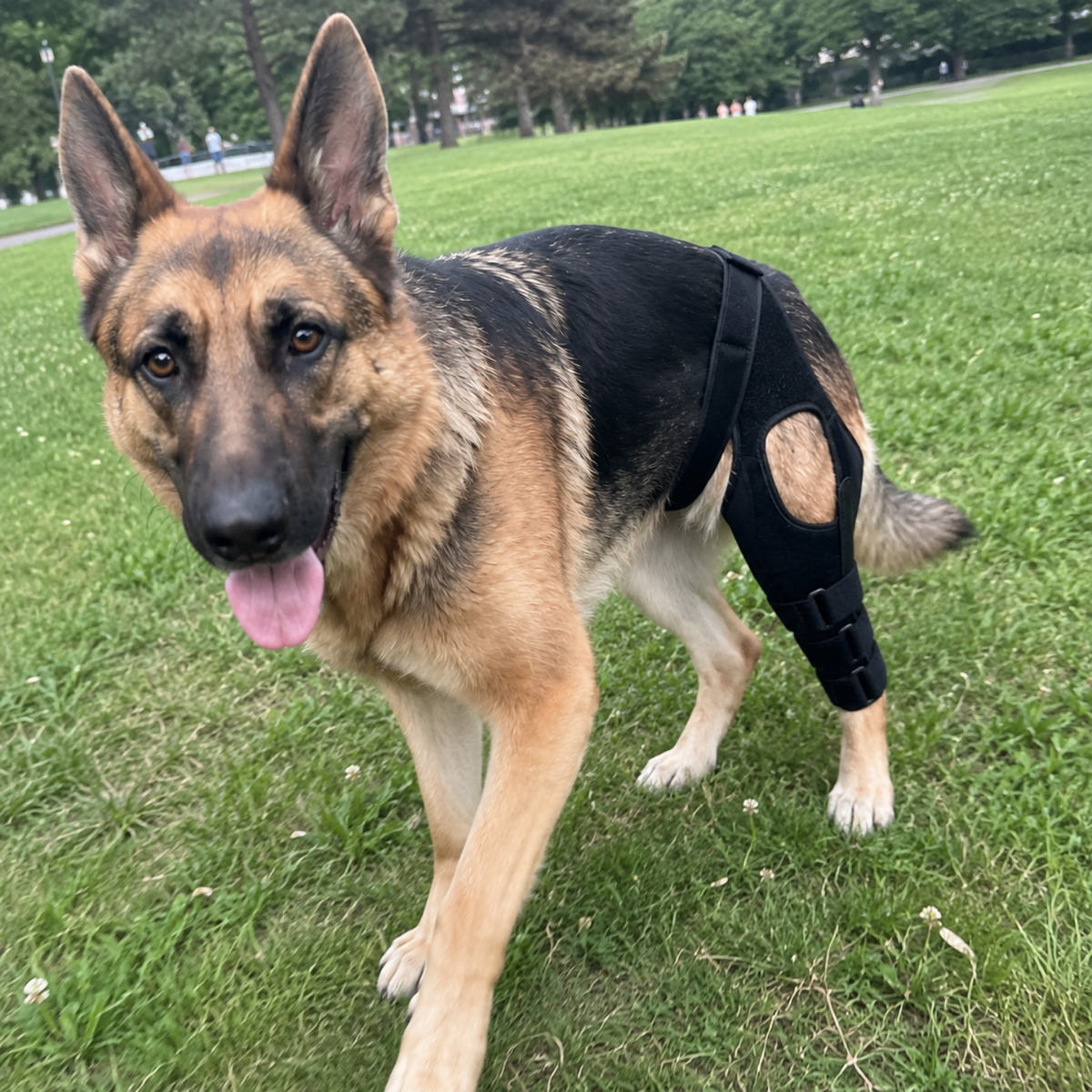 Wrap Style Dog Knee Brace for CCL Support-The Pet Mobility Store