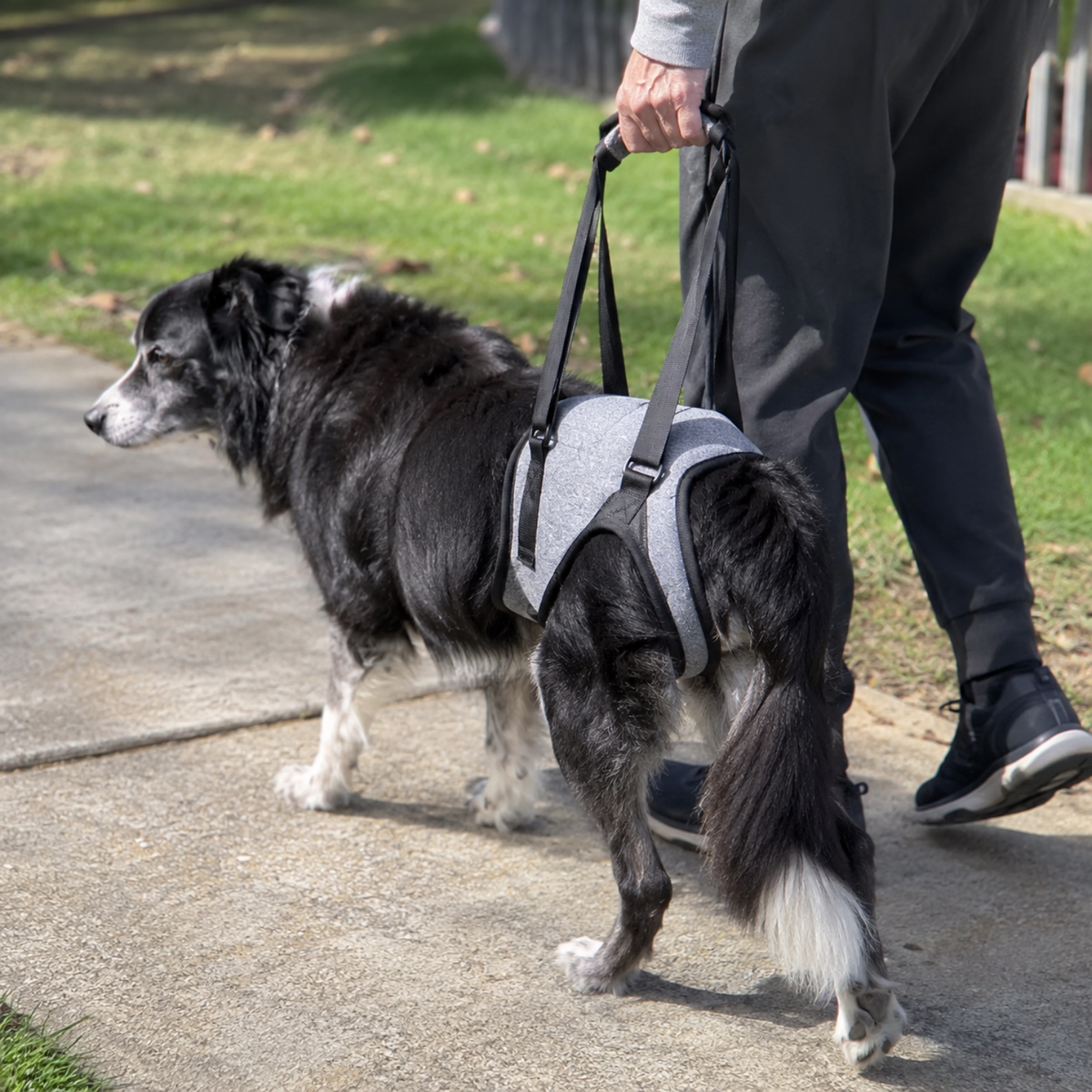 Everyday Dog Rear Lift Sling-The Pet Mobility Store