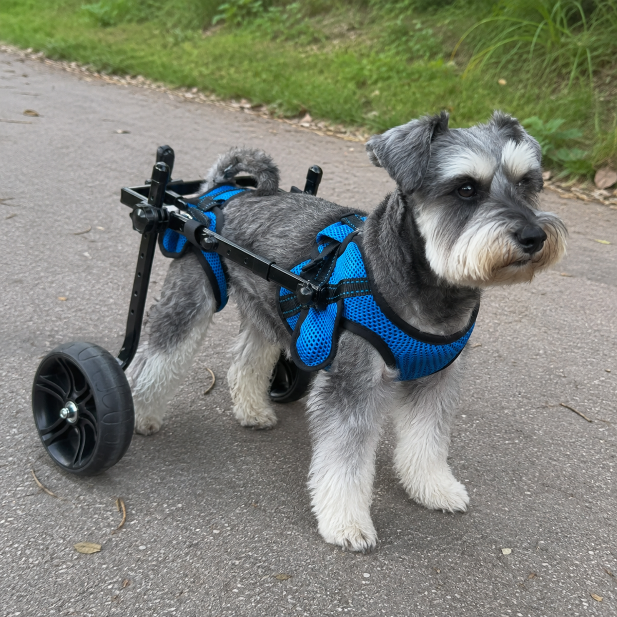 Compact Rear Support Dog Wheelchair, view 4