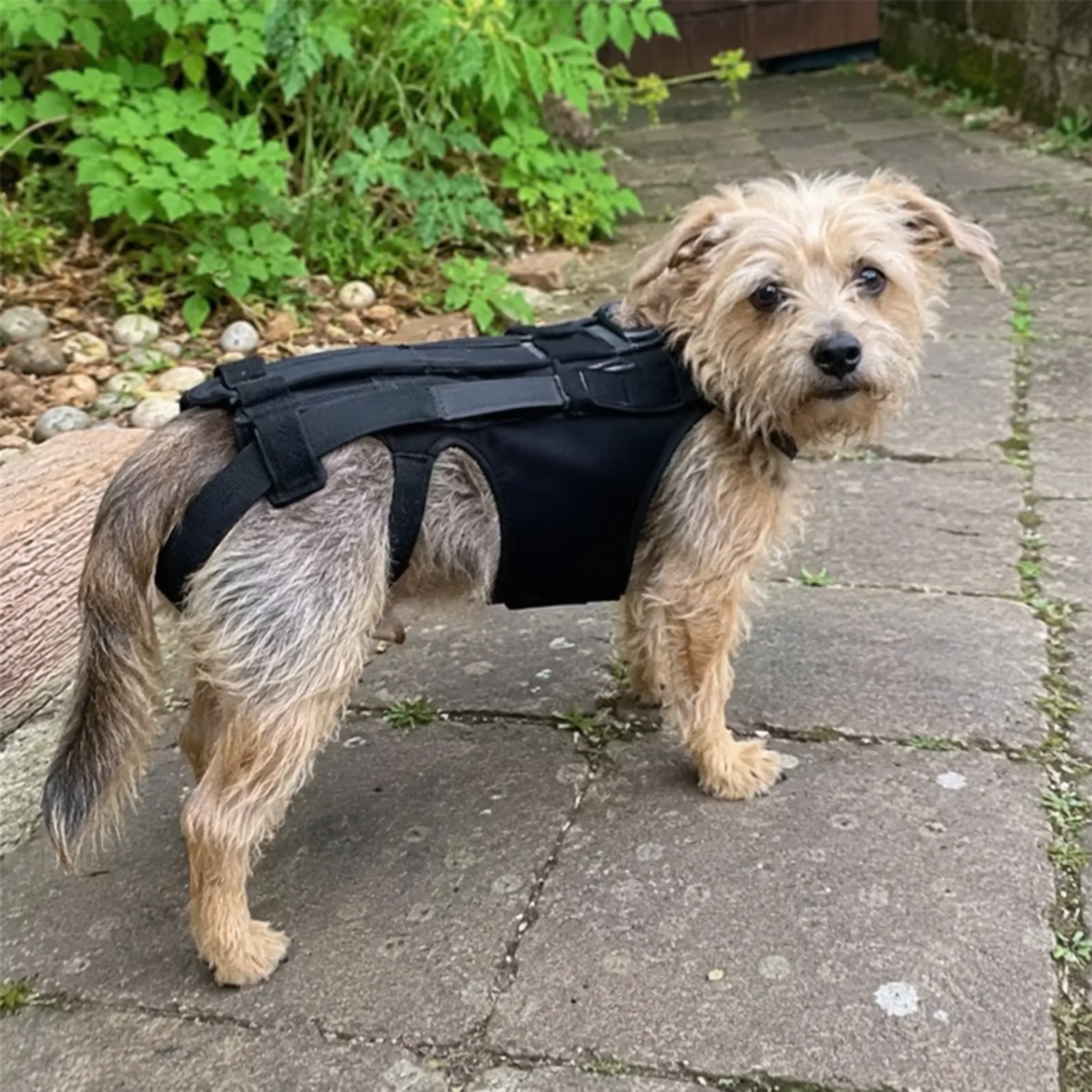 Dog Back Support Brace-The Pet Mobility Store