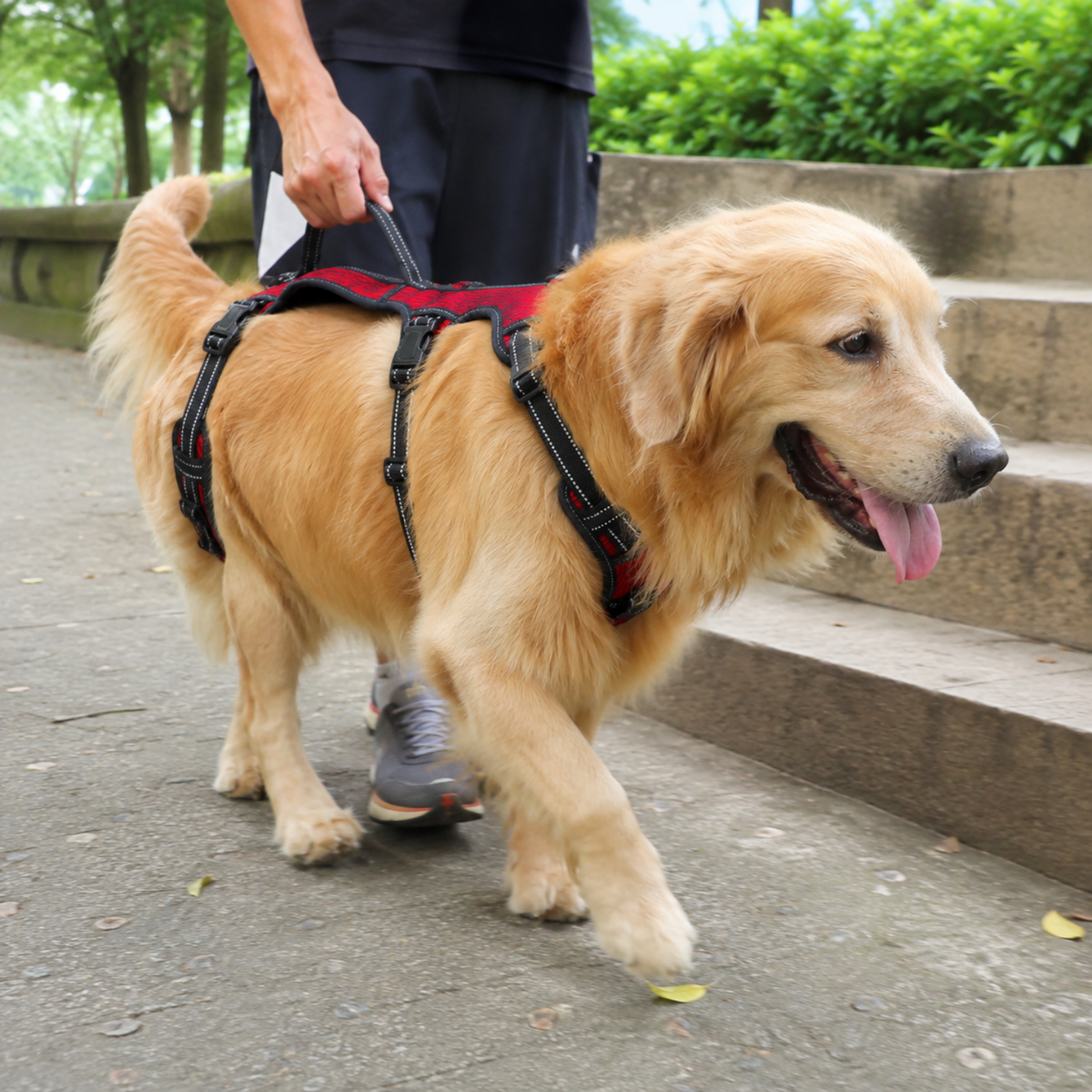 Full Body Dog Lift and Walking Harness-The Pet Mobility Store