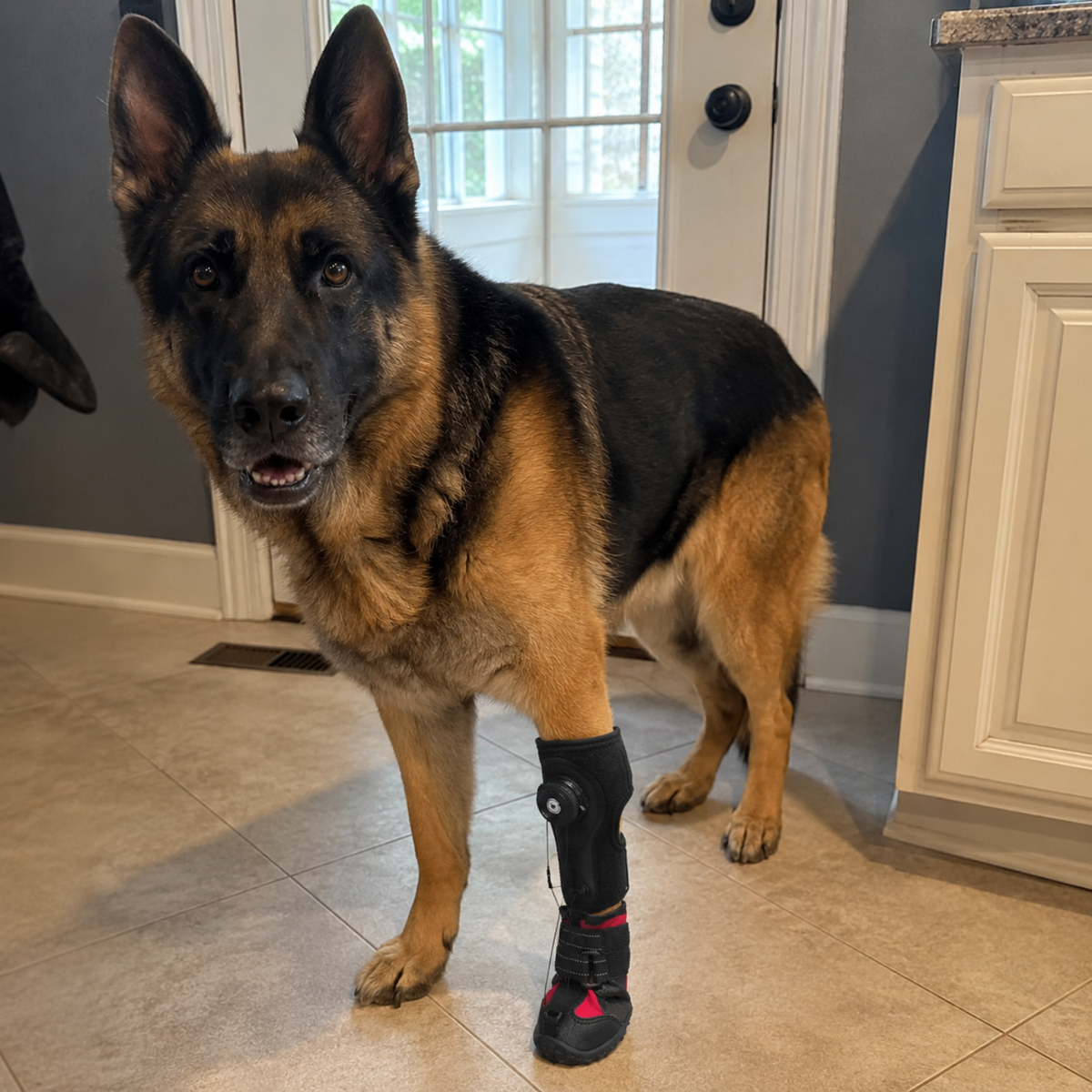 No Knuckling Dog Boot with Anti Slip Sole-The Pet Mobility Store