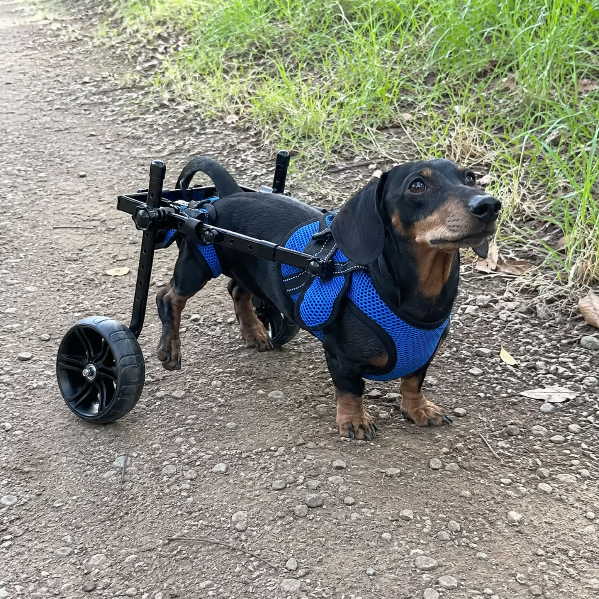 Compact Rear Support Dog Wheelchair, view 5