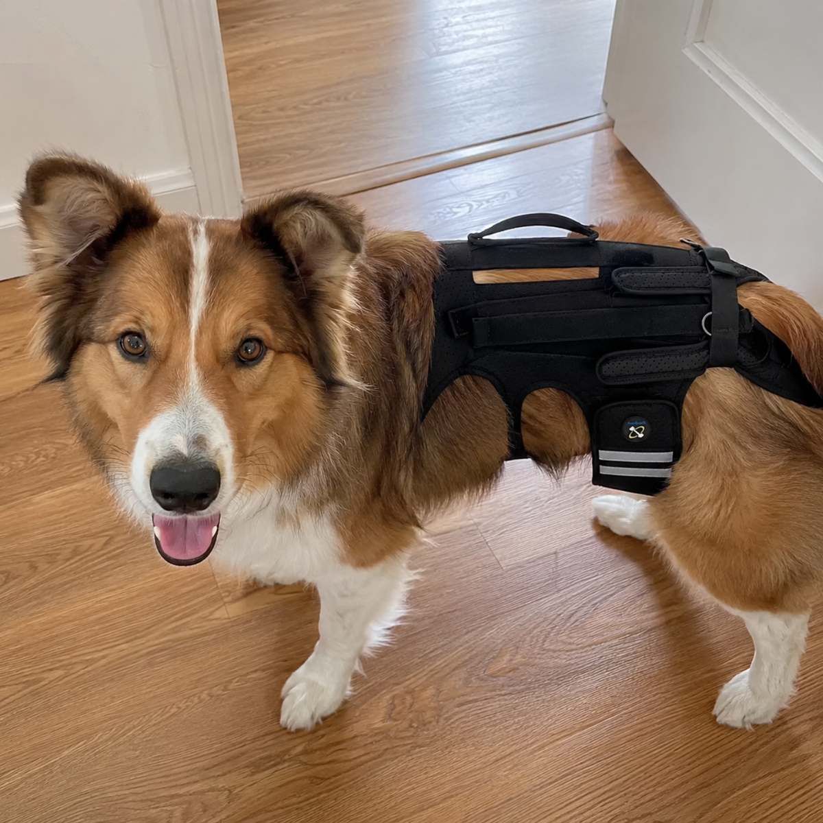 Adjustable Dog Chest and Back Brace, view 5