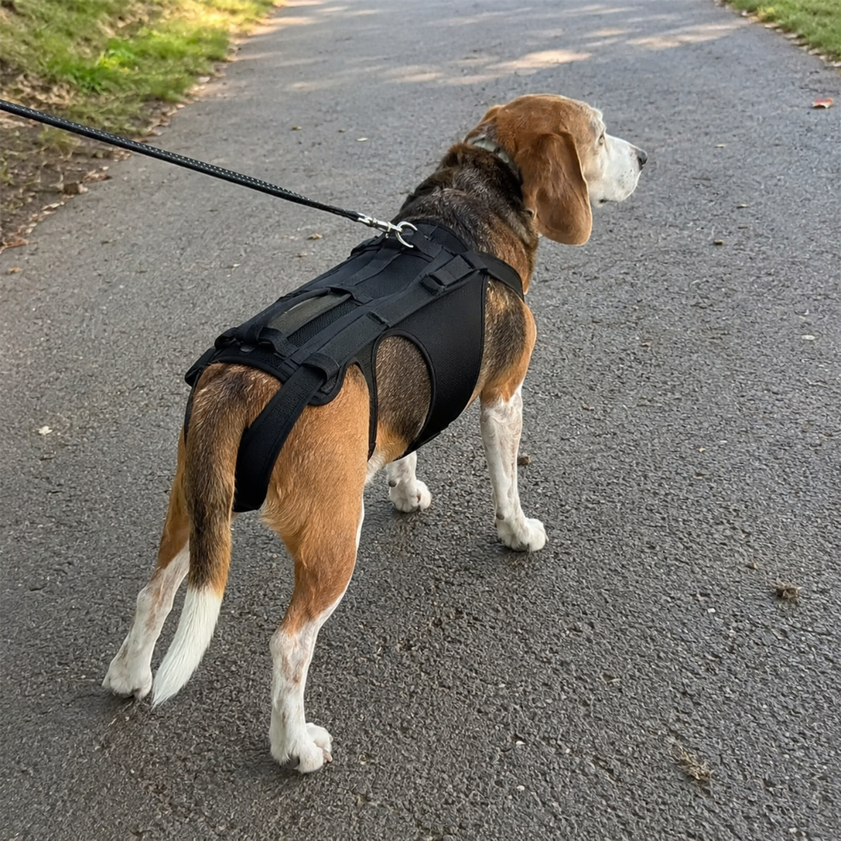 Dog Back Support Brace-The Pet Mobility Store
