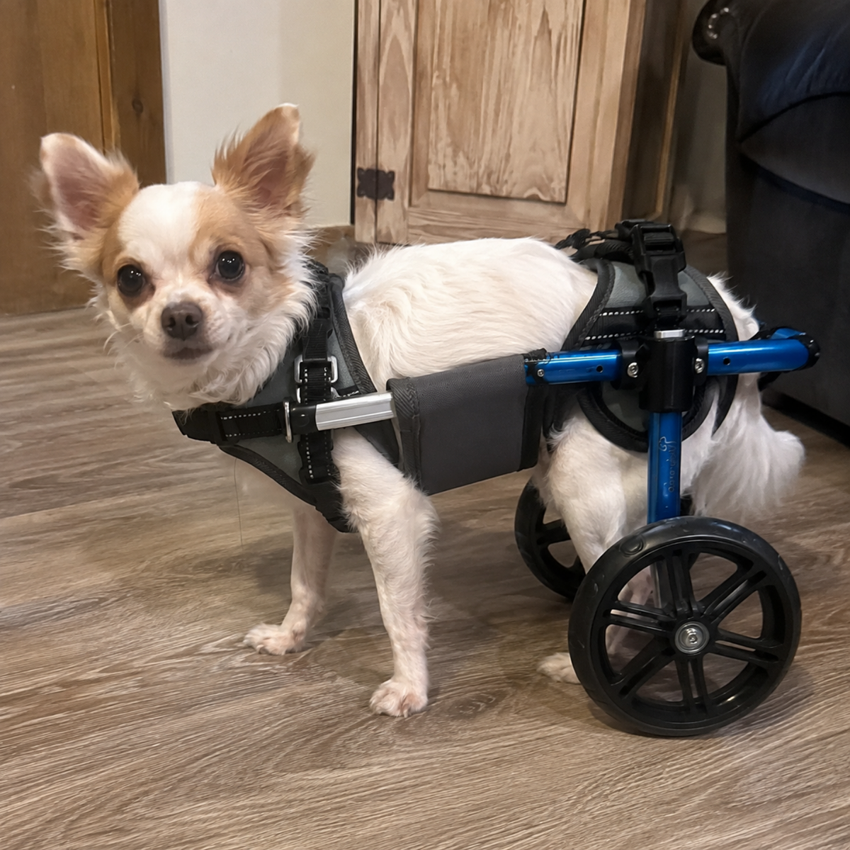 All-Terrain Rear Support Dog Wheelchair, view 5